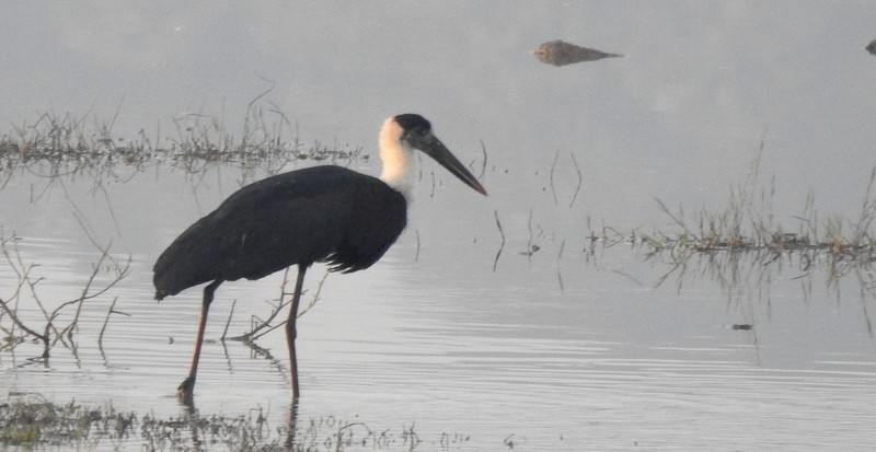 Asian Woolly-necked Stork - ML645643558