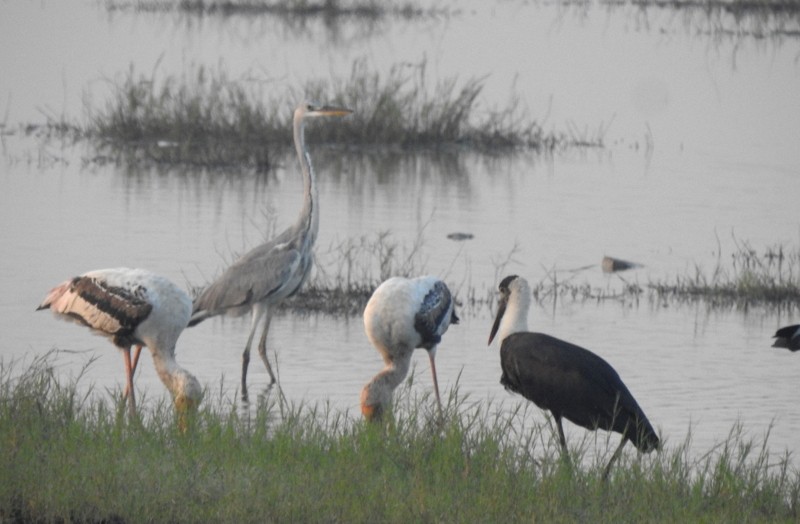 Asian Woolly-necked Stork - ML645643560