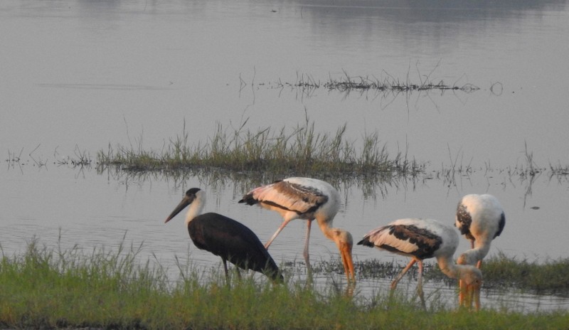 Asian Woolly-necked Stork - ML645643561