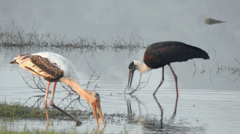 Asian Woolly-necked Stork - ML645643562