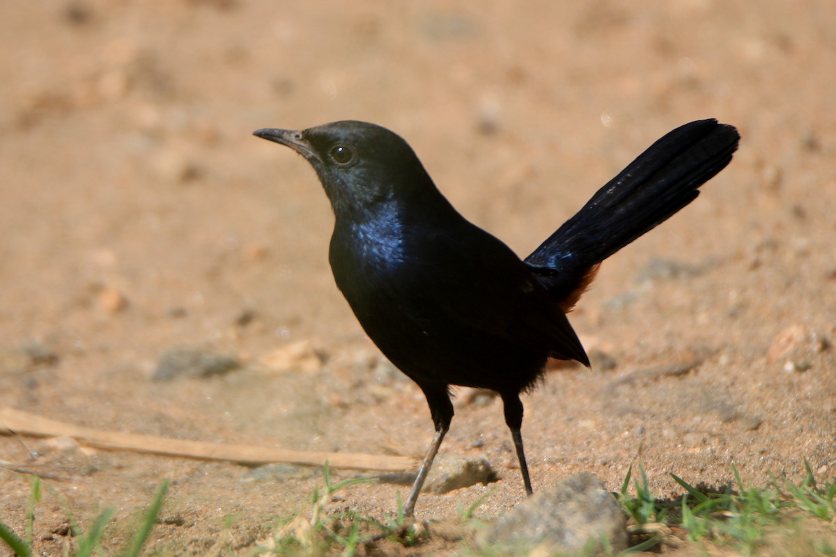 Indian Robin - ML645643564