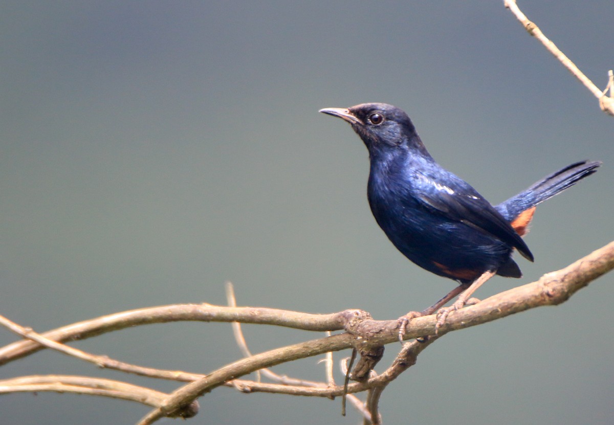 Indian Robin - ML645643565