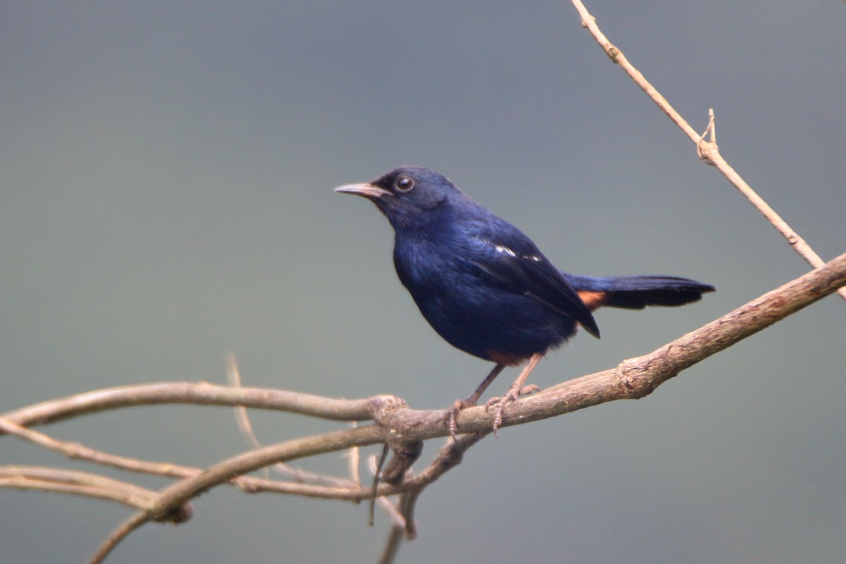 Indian Robin - ML645643567