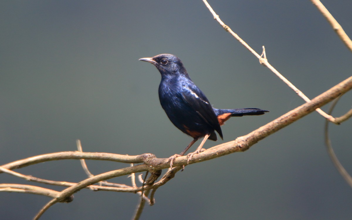 Indian Robin - ML645643568