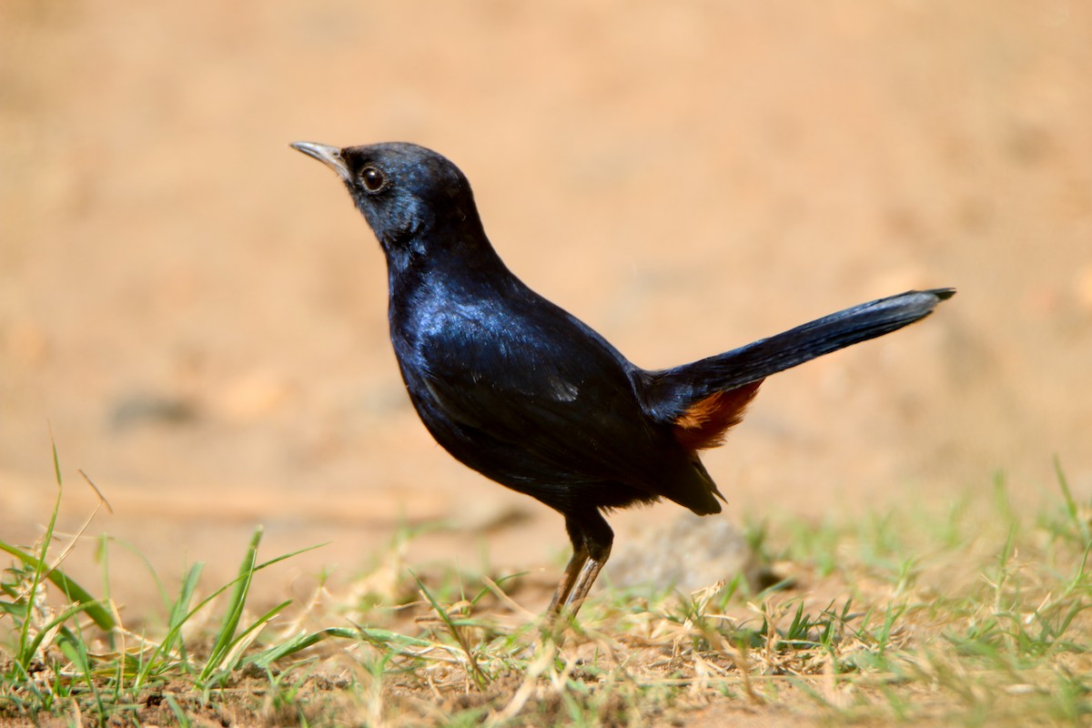 Indian Robin - ML645643569
