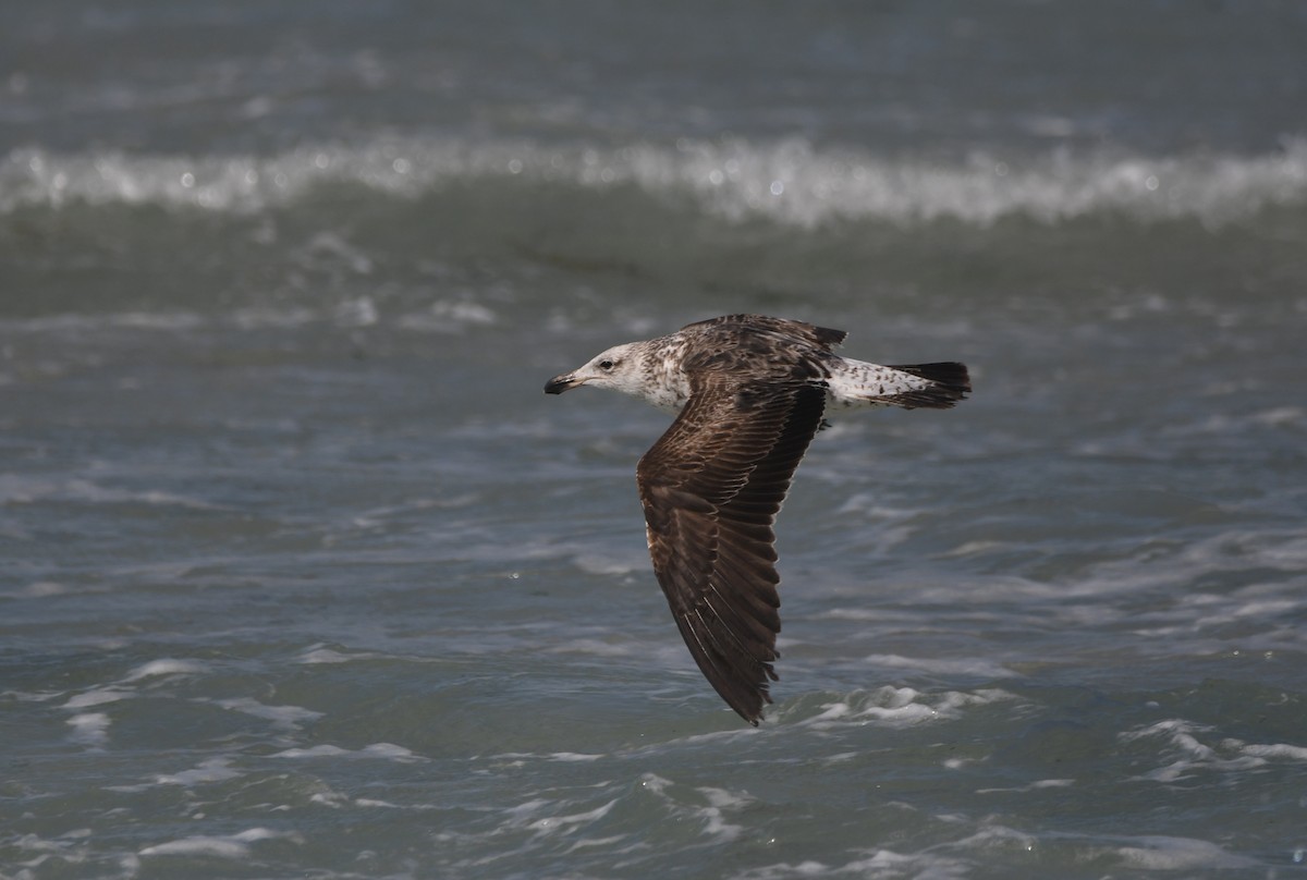 Kelp Gull (vetula) - ML645643570