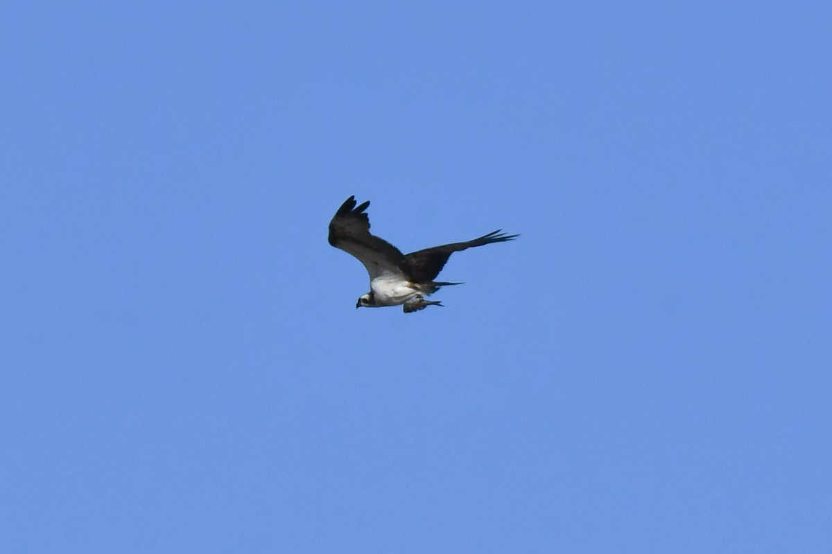 Osprey - ML645643571
