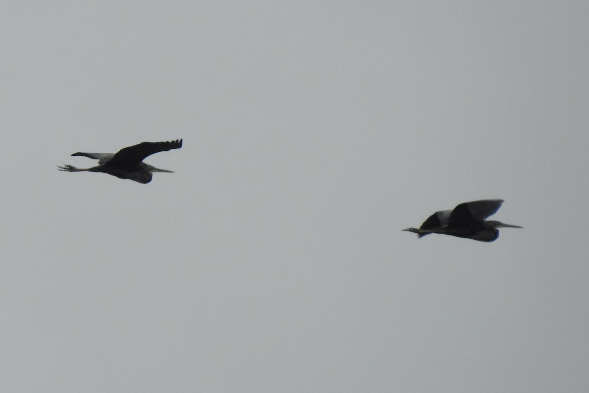 Purple Heron - ML645643574