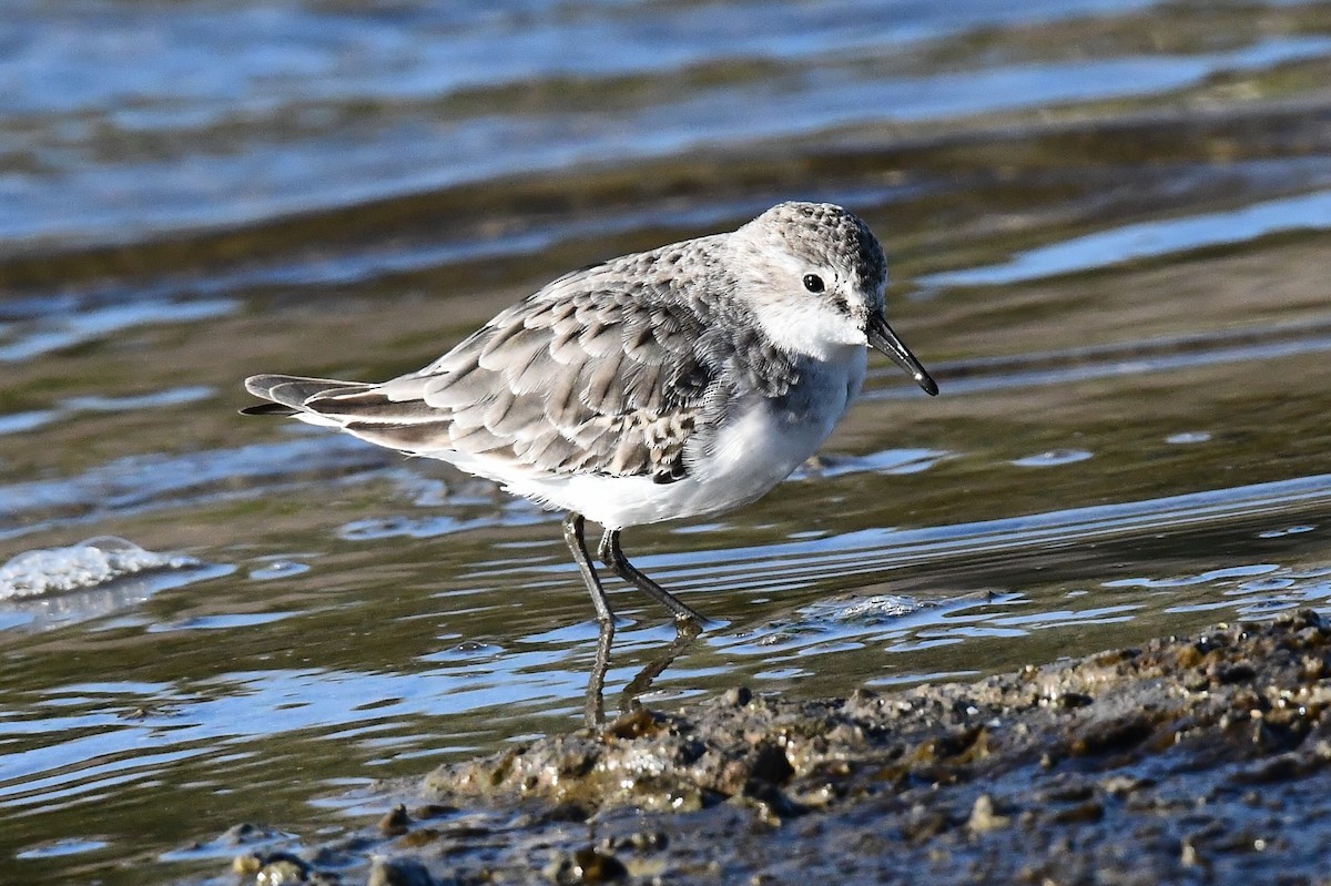 Küçük Kumkuşu - ML645643575