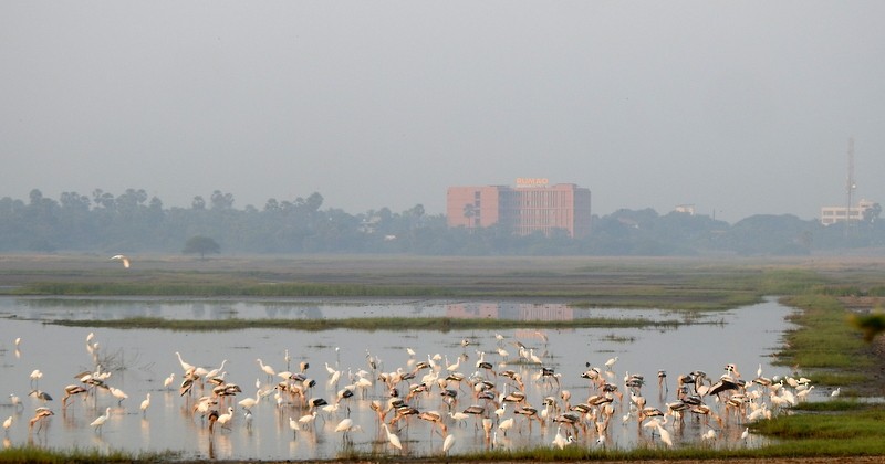 Painted Stork - ML645643576