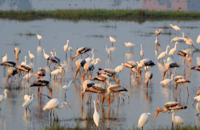 Painted Stork - ML645643577