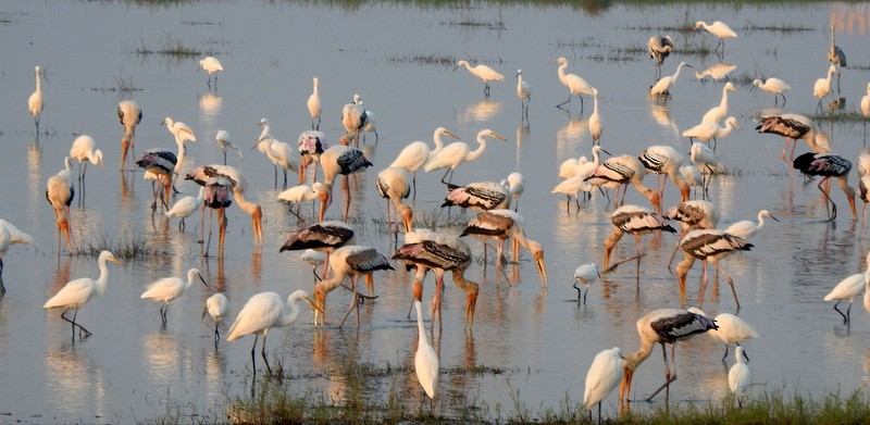 Painted Stork - ML645643578