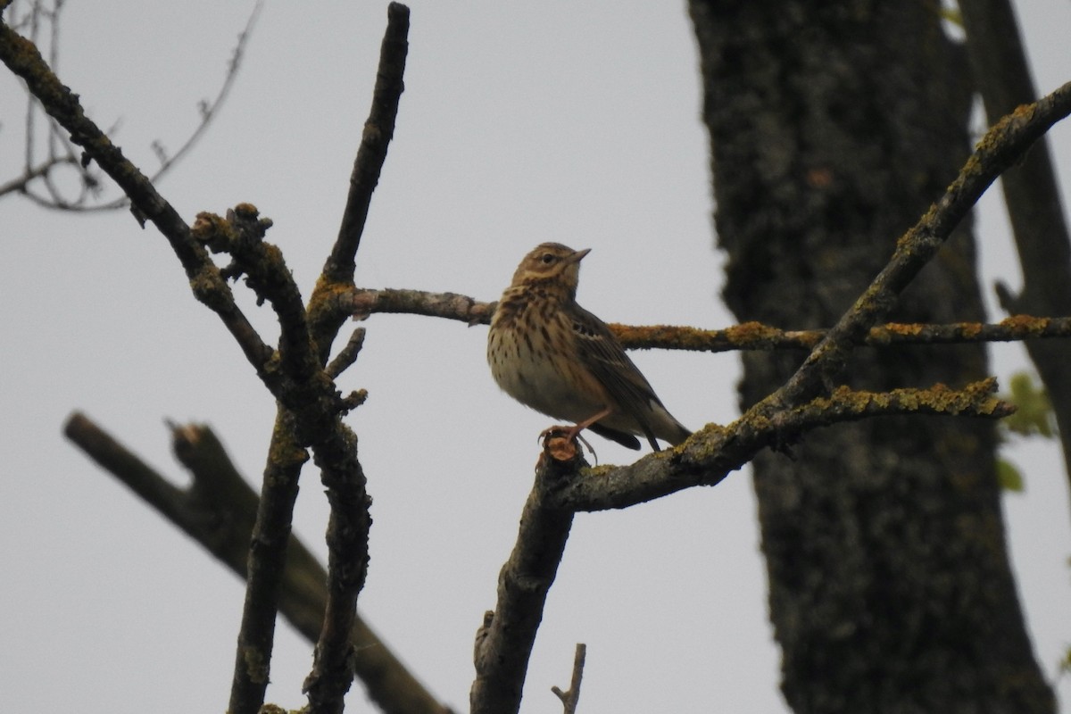 Tree Pipit - ML645643579