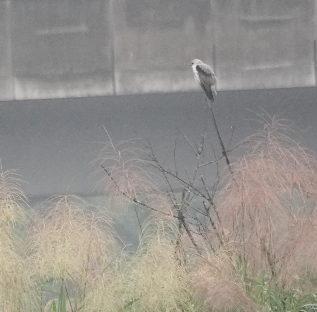 Black-winged Kite - ML645643581