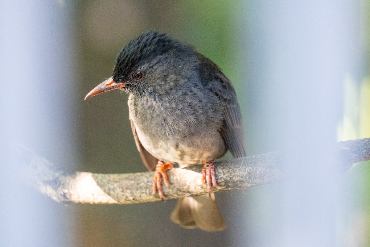 Black Bulbul - ML645643583