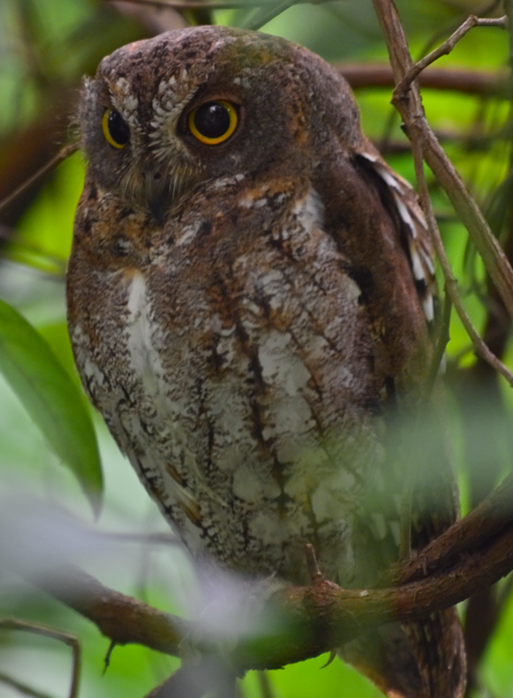 Oriental Scops-Owl - ML645643584