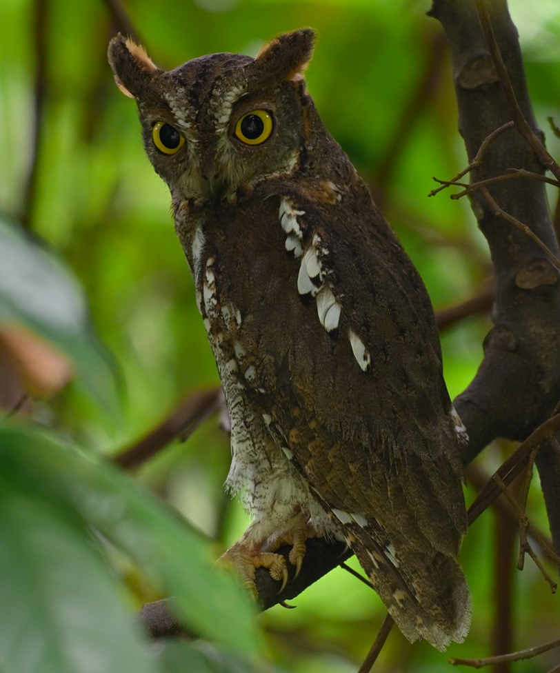 Oriental Scops-Owl - ML645643585