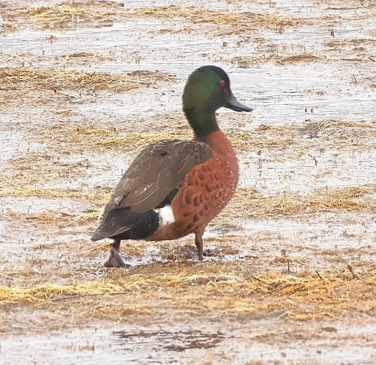 Chestnut Teal - ML645643586