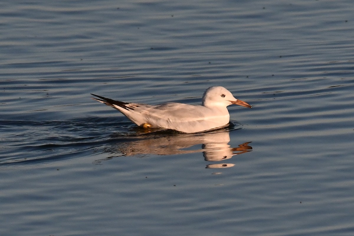 Slender-billed Gull - ML645643587