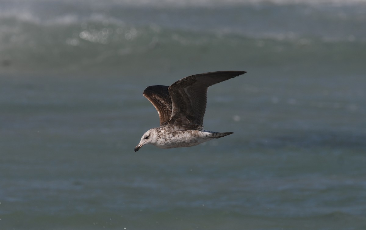 Kelp Gull (vetula) - ML645643588