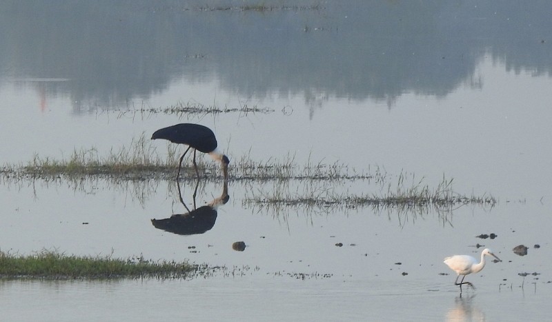 Asian Woolly-necked Stork - ML645643593