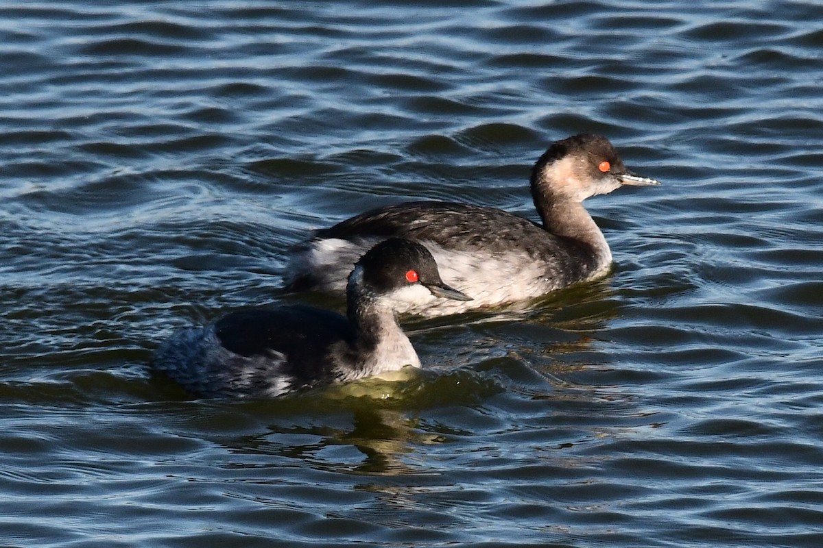 Eared Grebe - ML645643603