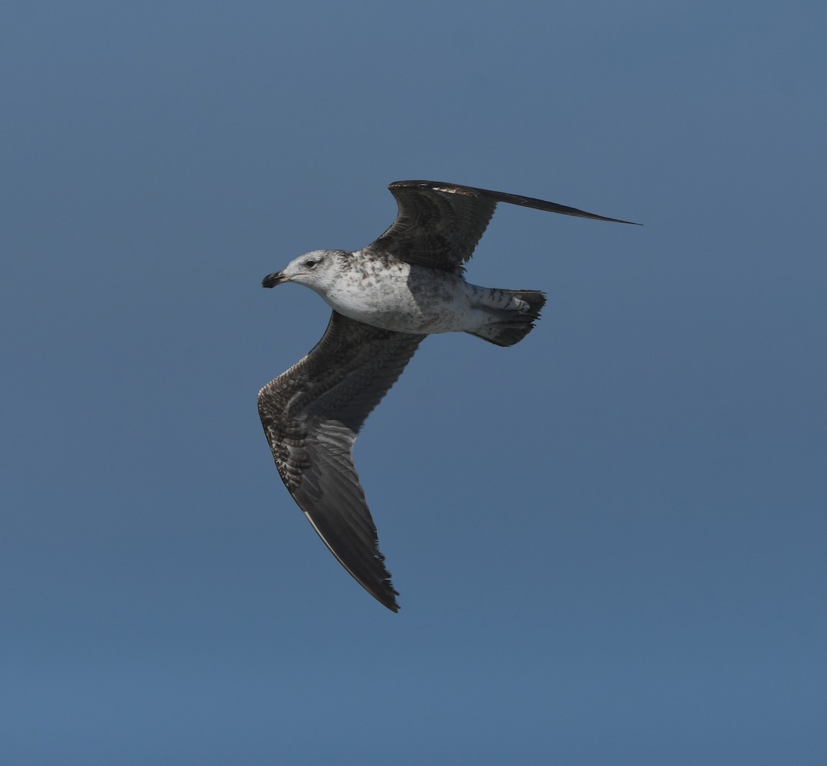Kelp Gull (vetula) - ML645643613