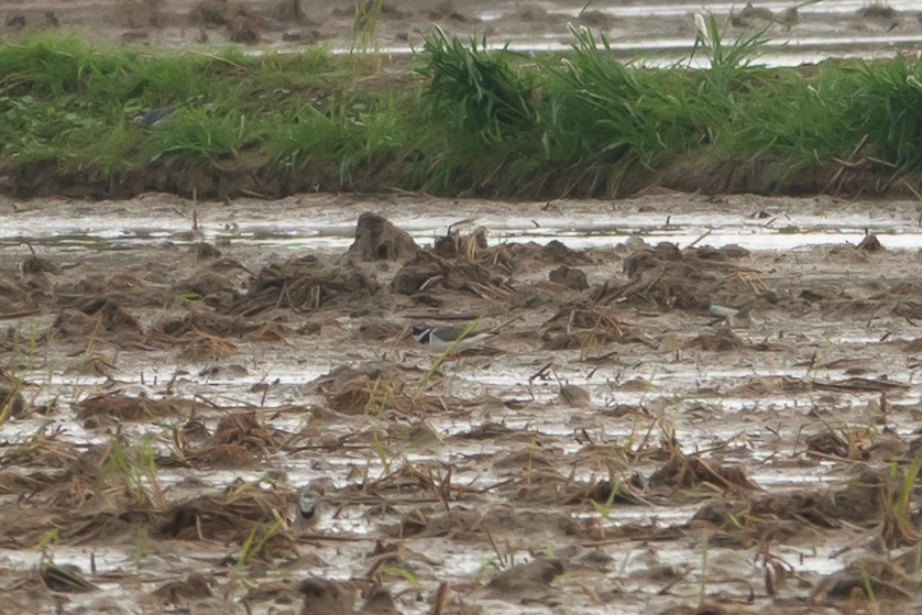 kulík písečný - ML645643619