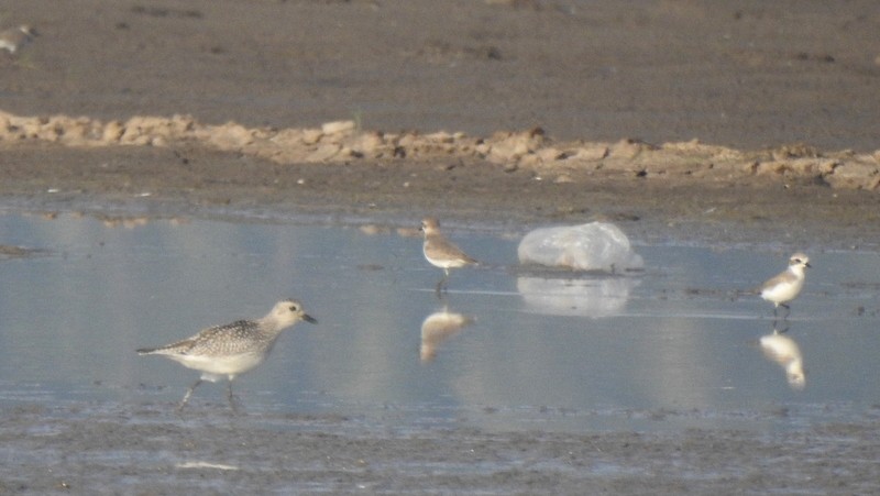 Black-bellied Plover - ML645643625