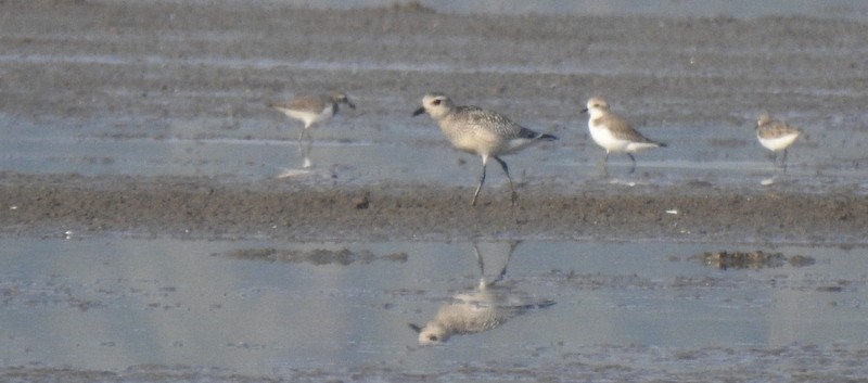 Black-bellied Plover - ML645643626
