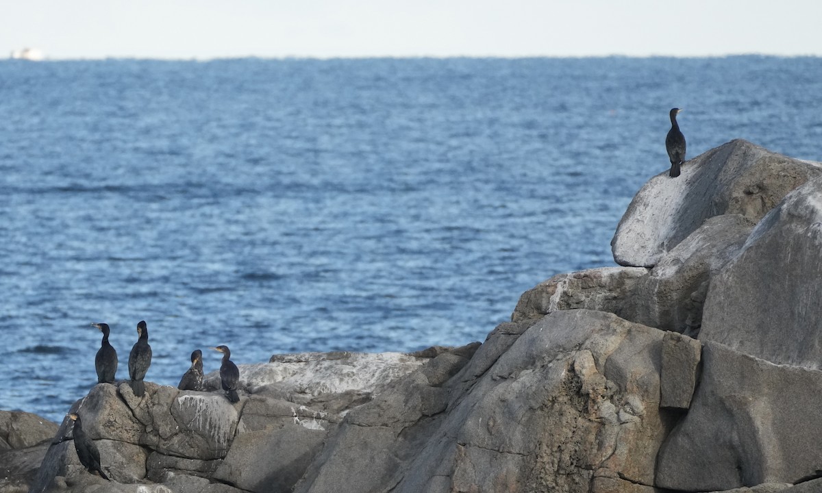 Ubarroi handia - ML645643627