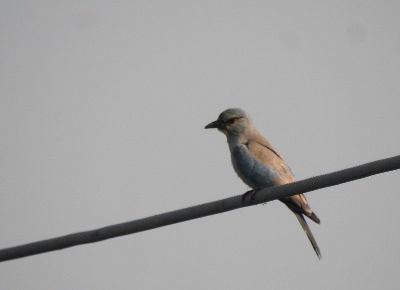 European Roller - ML645643635