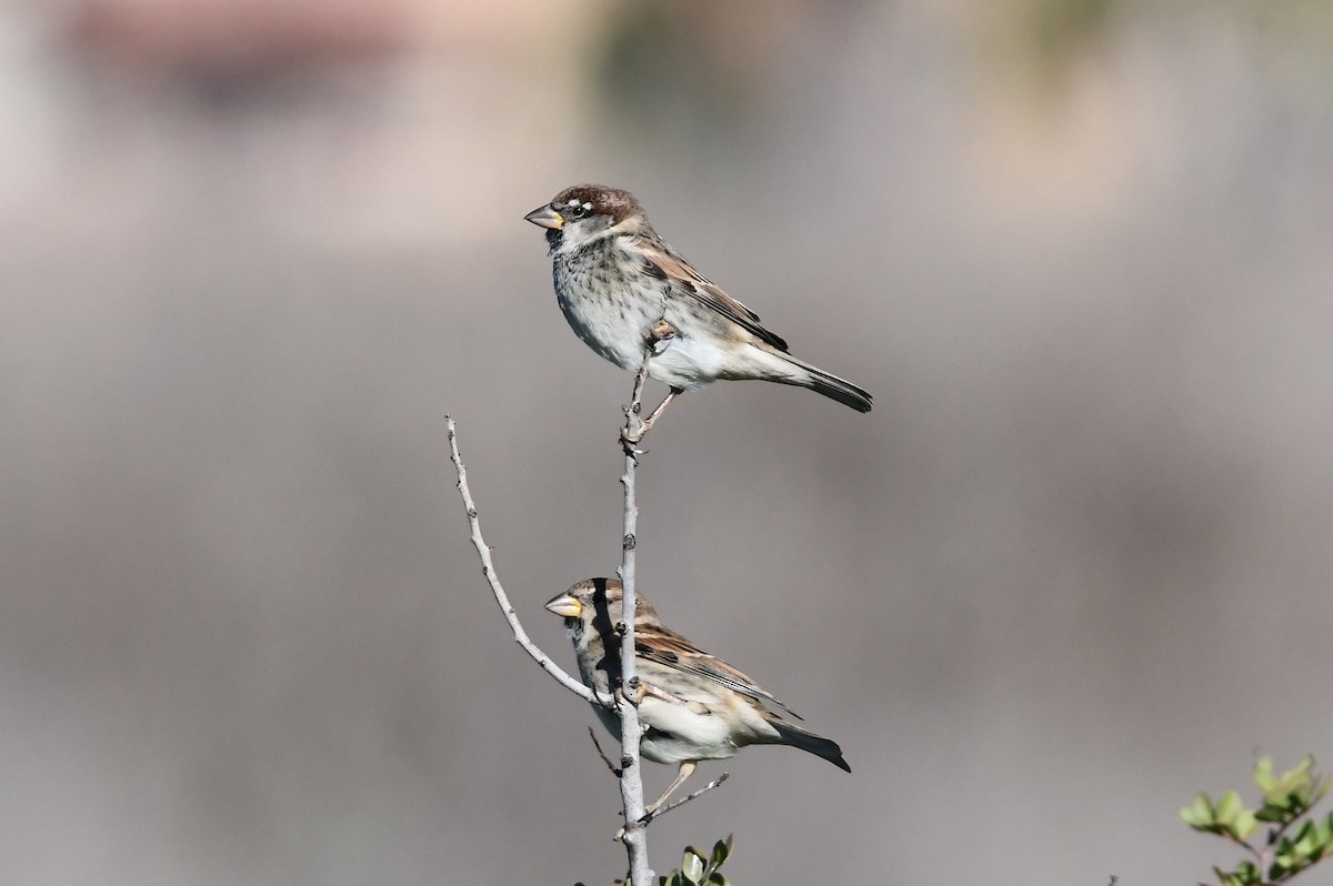 Spanish Sparrow - ML645643636