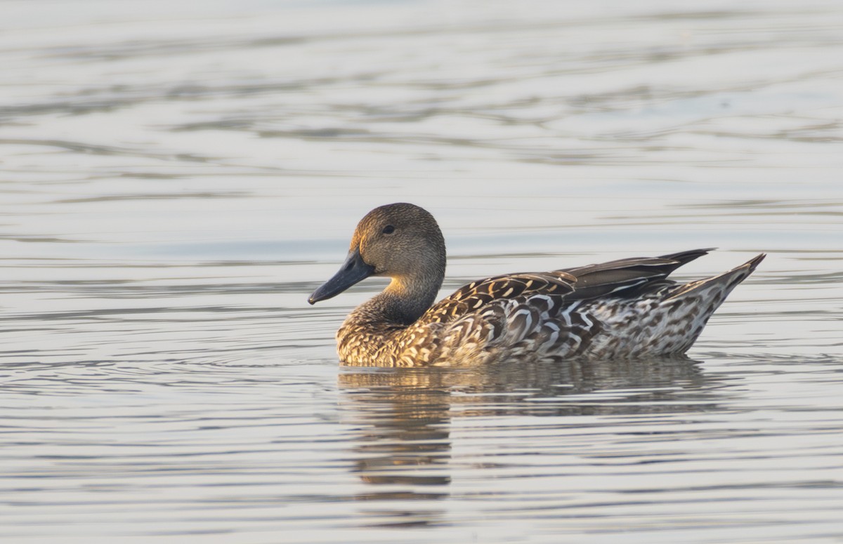 Northern Pintail - ML645643638