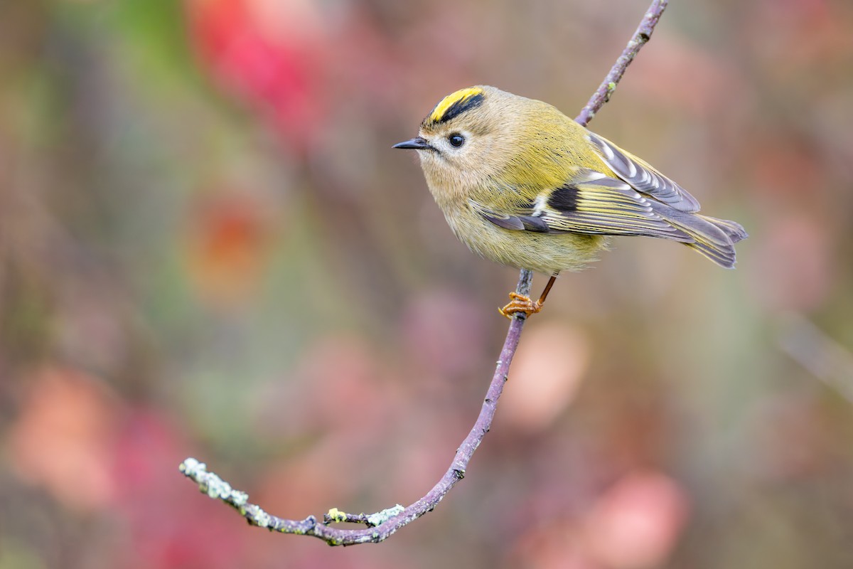 Goldcrest - ML645643642