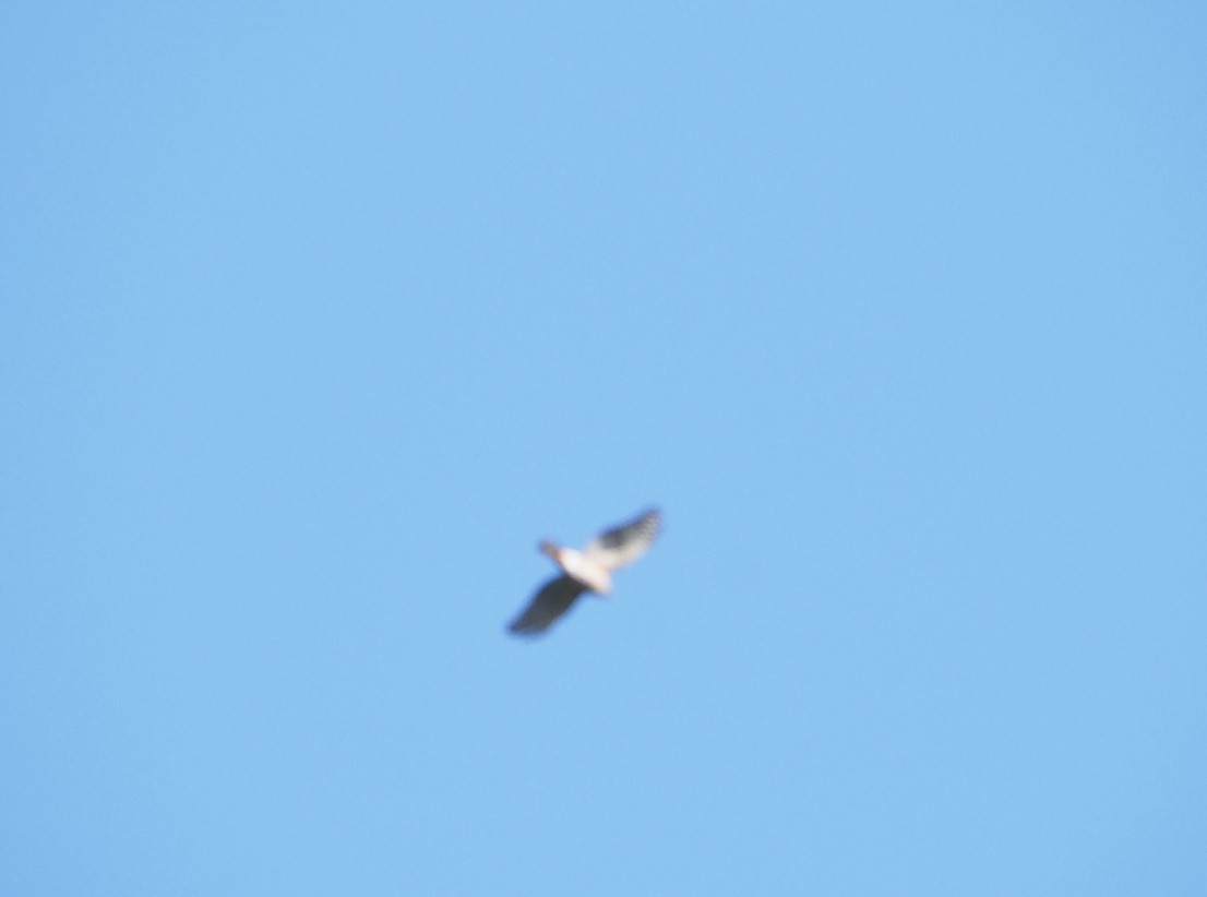 Afrikahabicht - ML645643652