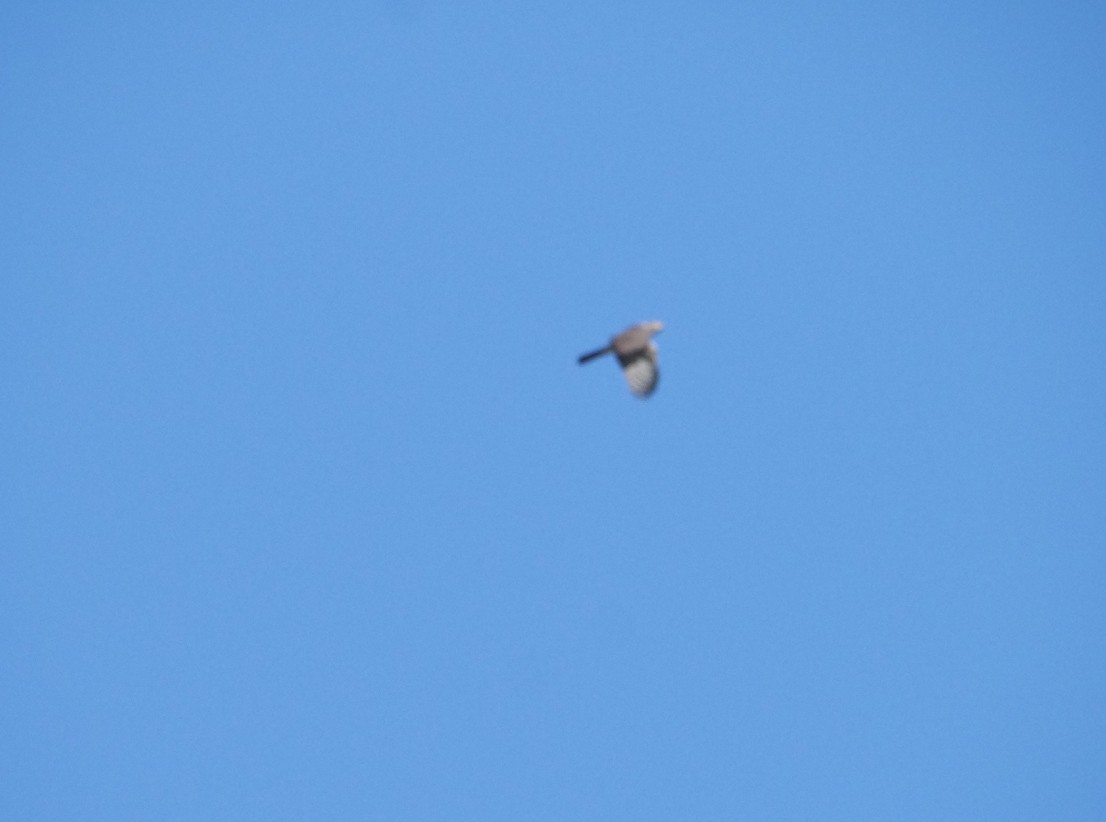 Afrikahabicht - ML645643653