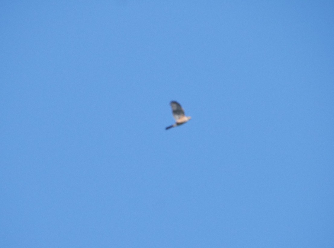 Afrikahabicht - ML645643654