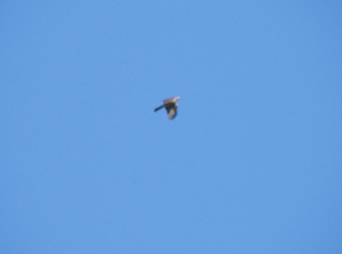 Afrikahabicht - ML645643655