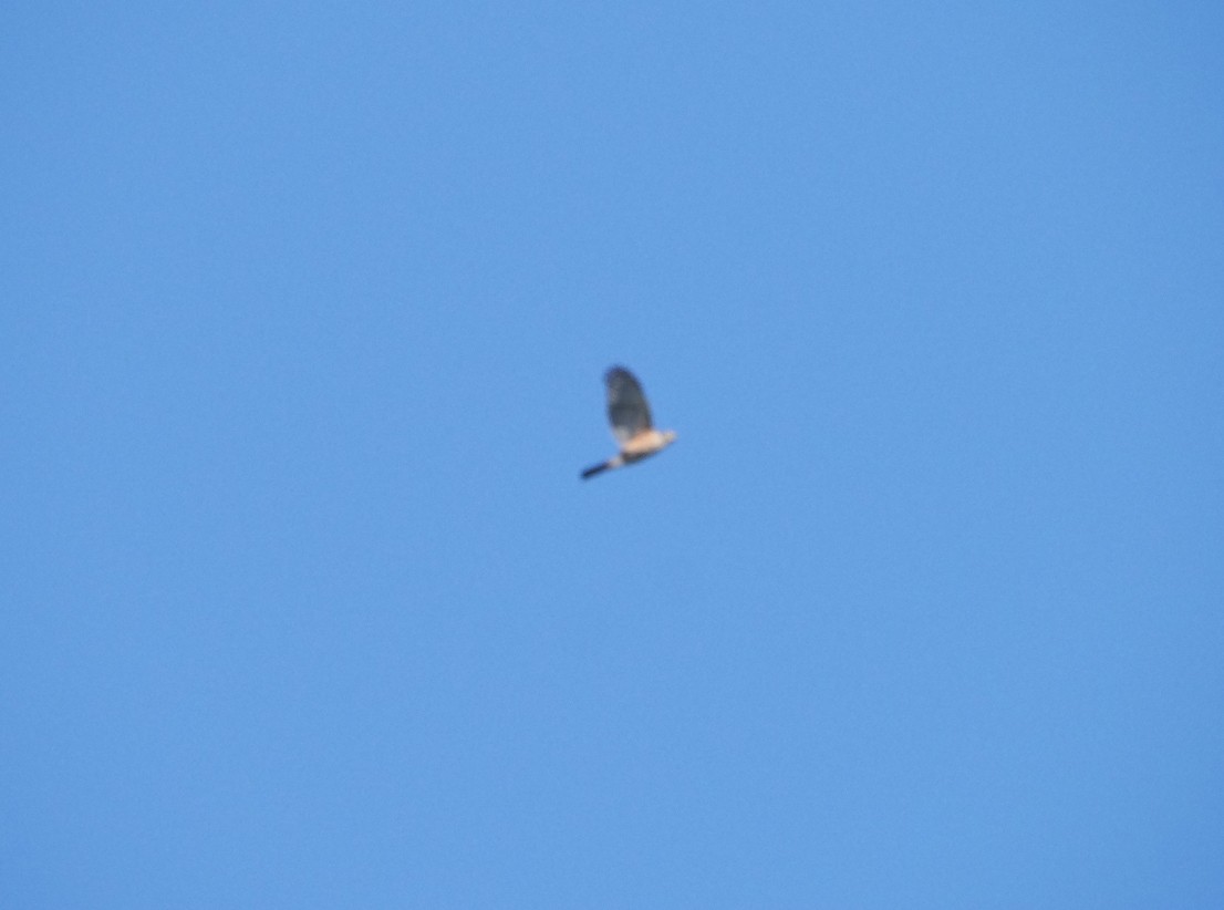 Afrikahabicht - ML645643656