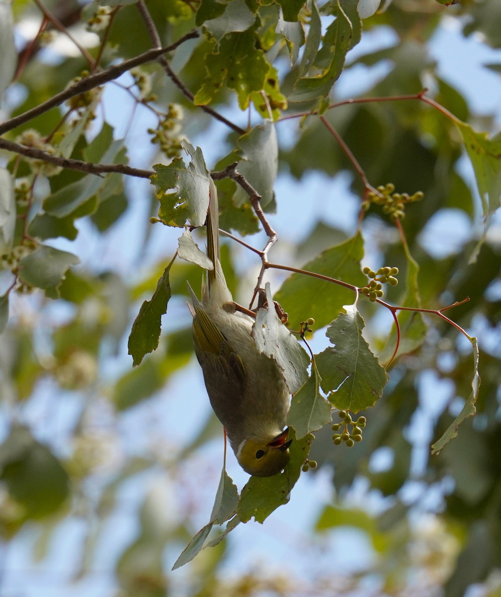 hvitsmykkehonningeter - ML645643657