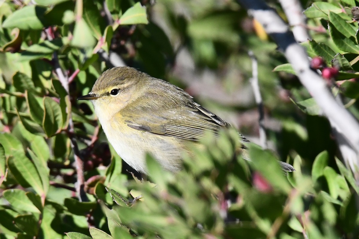 Common Chiffchaff - ML645643658
