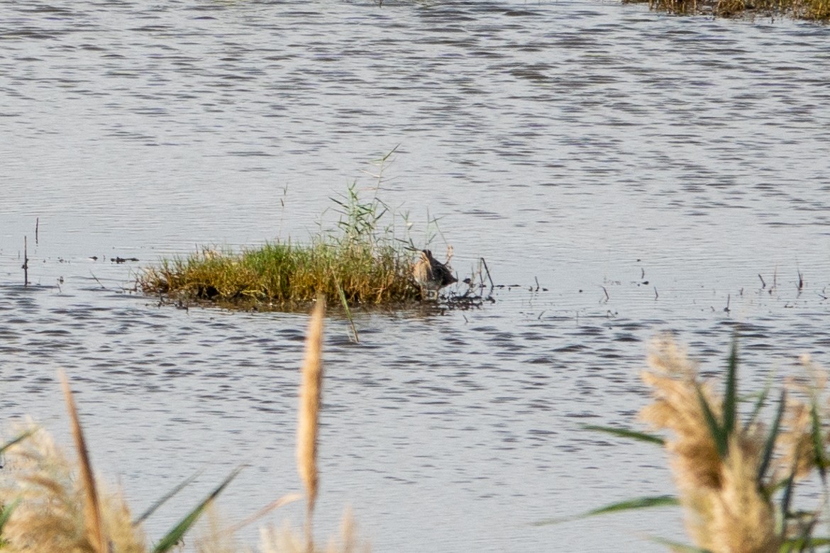 bekasina otavní - ML645643662