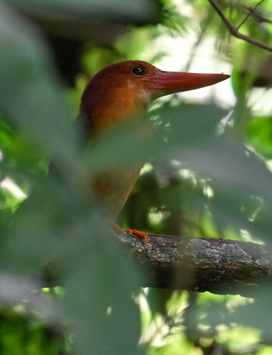 赤翡翠 - ML645643677