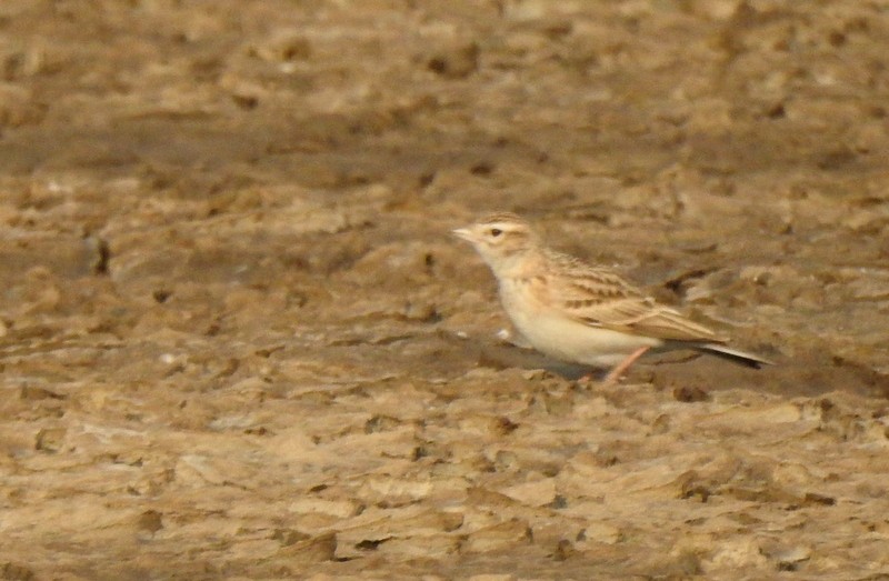 Mongolian Short-toed Lark - ML645643679