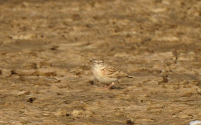 Mongolian Short-toed Lark - ML645643680