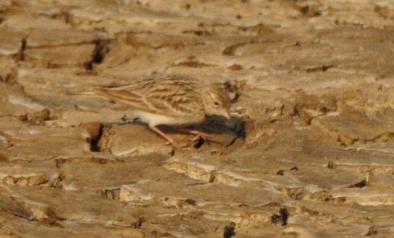 Mongolian Short-toed Lark - ML645643681