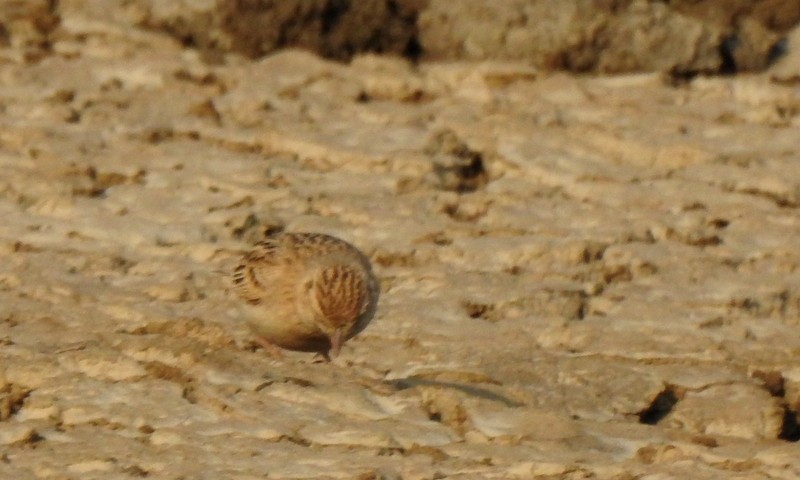 Mongolian Short-toed Lark - ML645643682