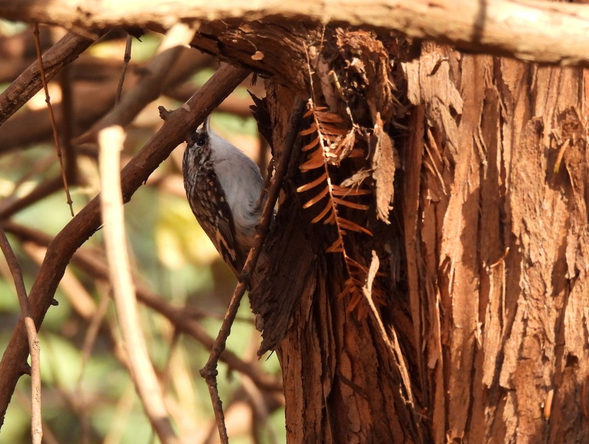Eurasian Treecreeper - ML645643685