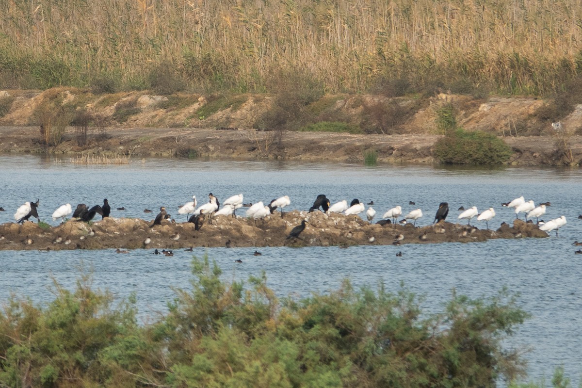 kolpík bílý - ML645643688